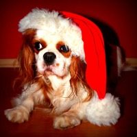 Cavalier King Charles Spaniel